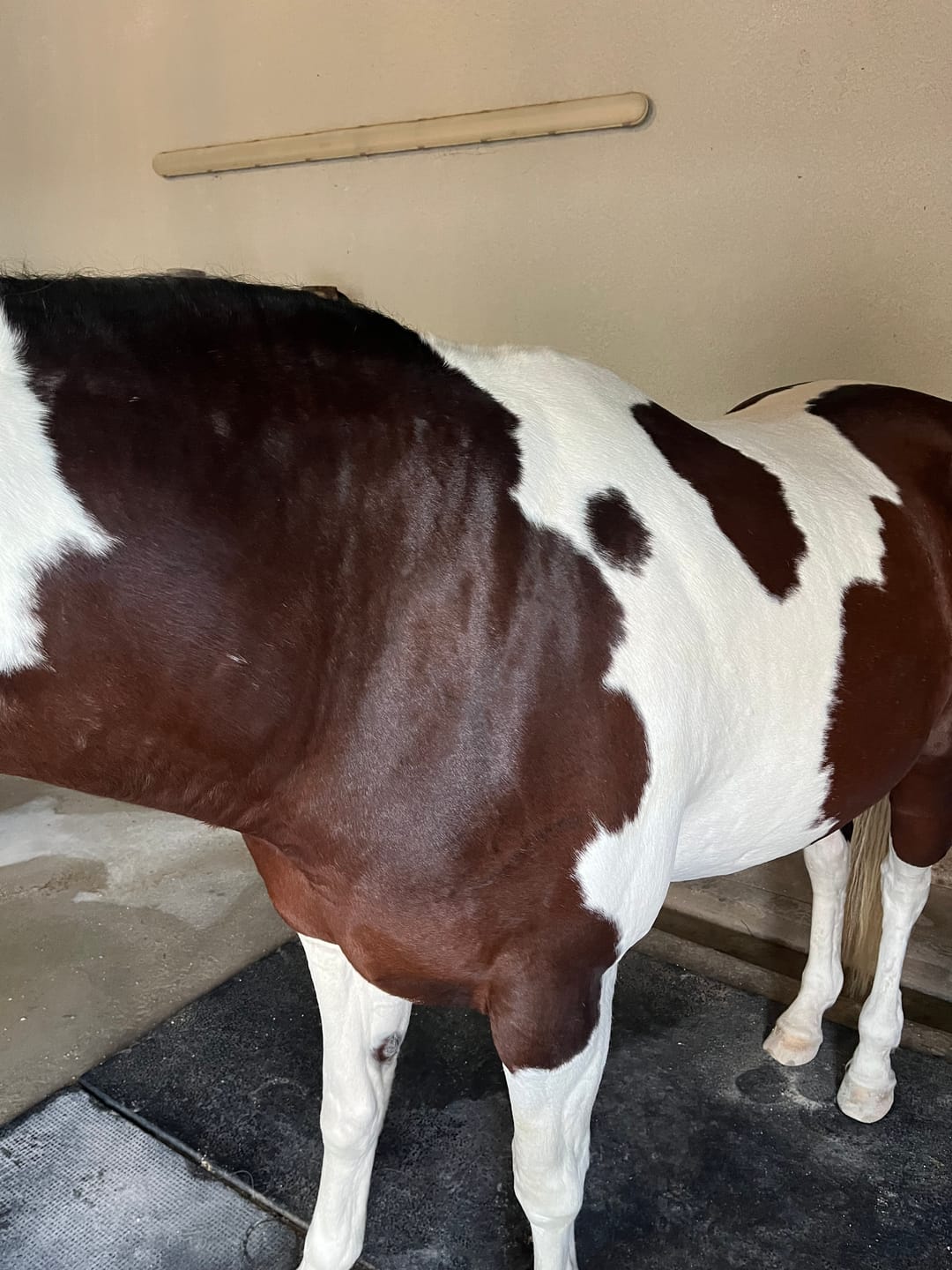 Customer photo review of Sensitive Skin Horse Shampoo - 8oz  Concentrated