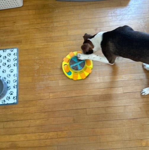 Customer photo review of Puzzle interactif - distributeur de croquettes