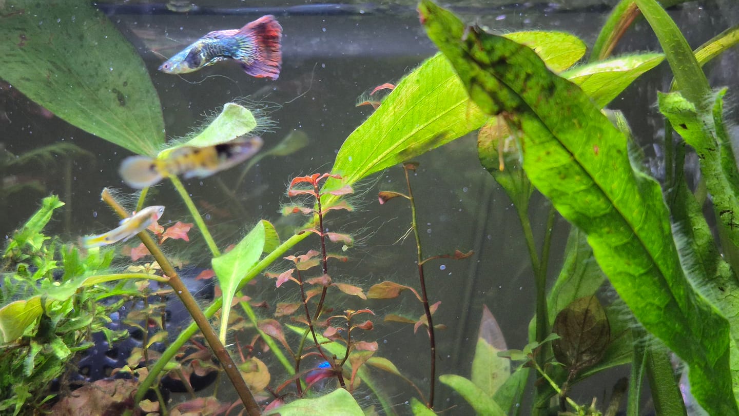 Customer photo review of Dark Red Dragon Guppy Fish