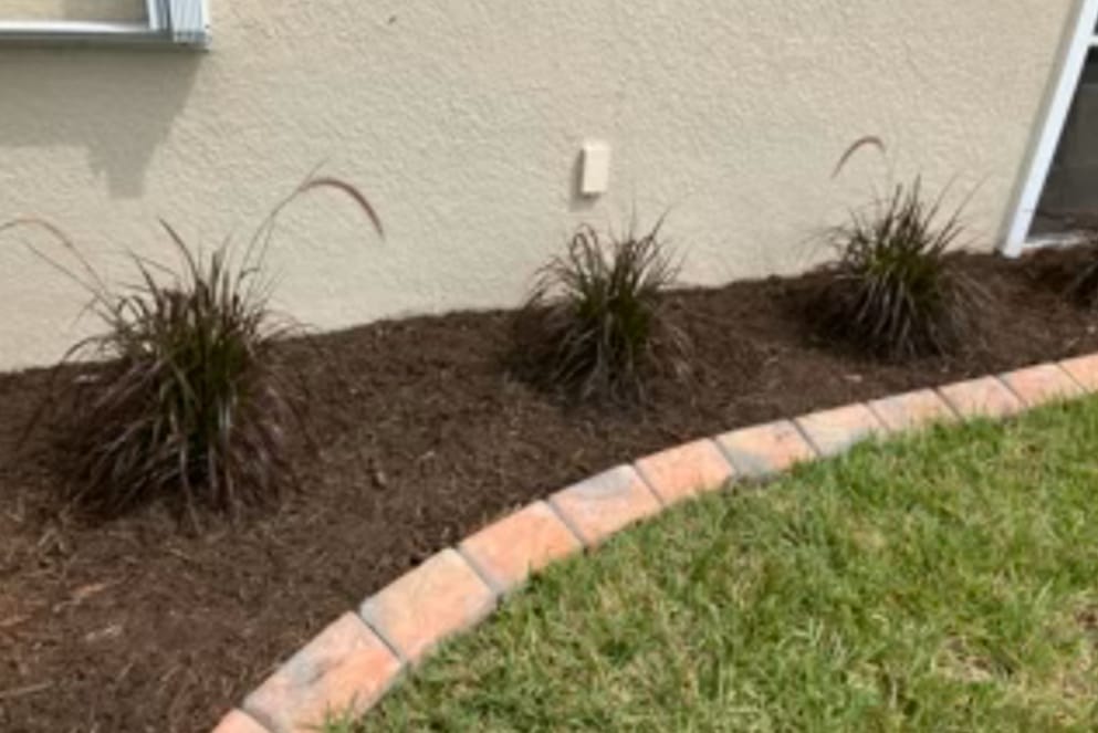 Customer photo review of Purple/Red Fountain Grass