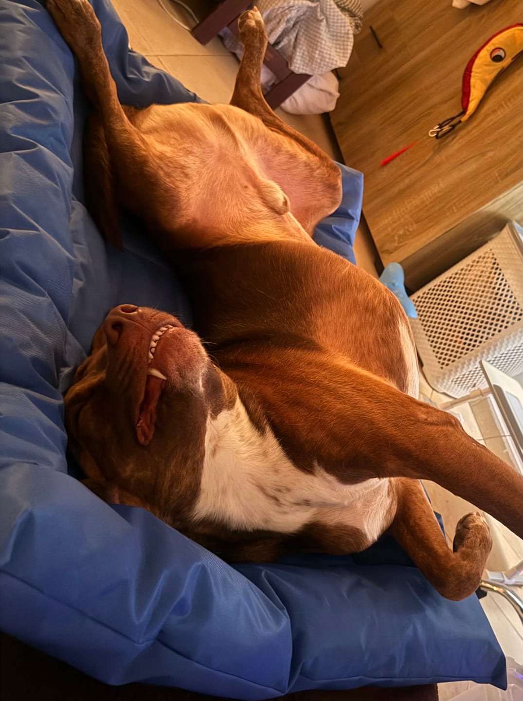 Customer photo review of Rozo- Foldable Lightweight & Waterproof Pets Mat