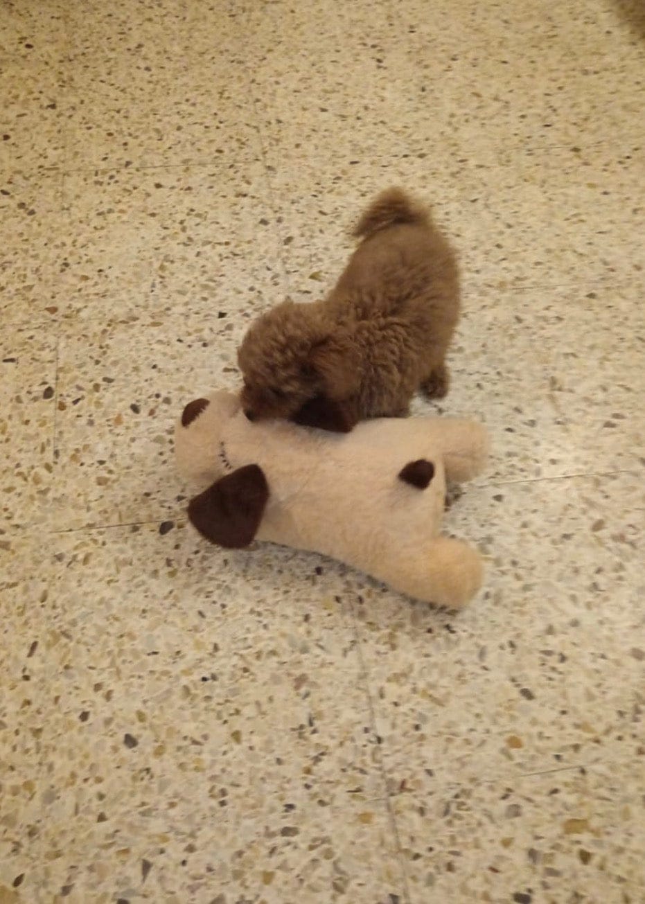 Customer photo review of Peluche con latido realista para perros