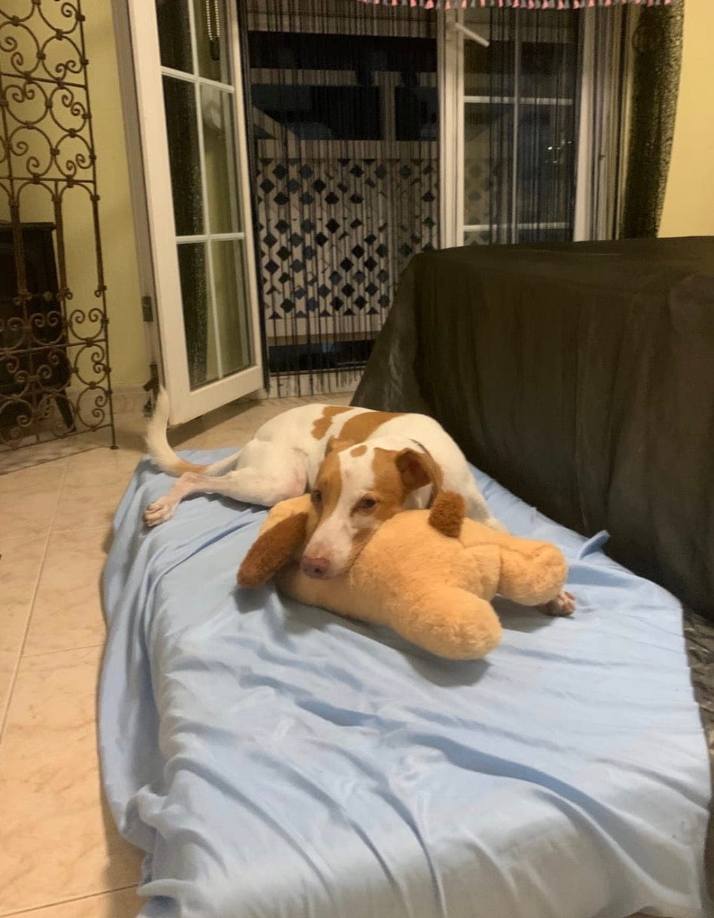 Customer photo review of Peluche con latido realista para perros