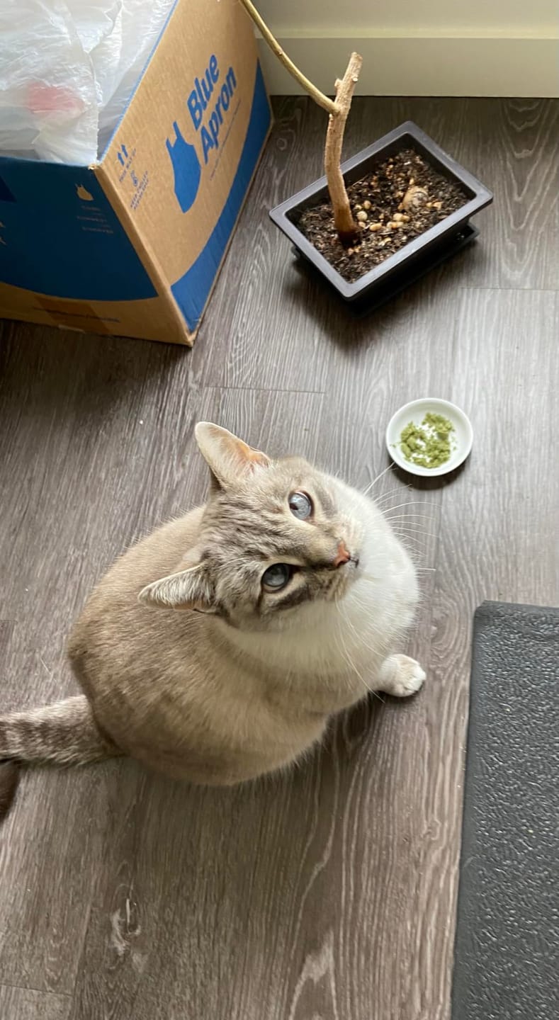 Customer photo review of PurrPatch Grass Chews