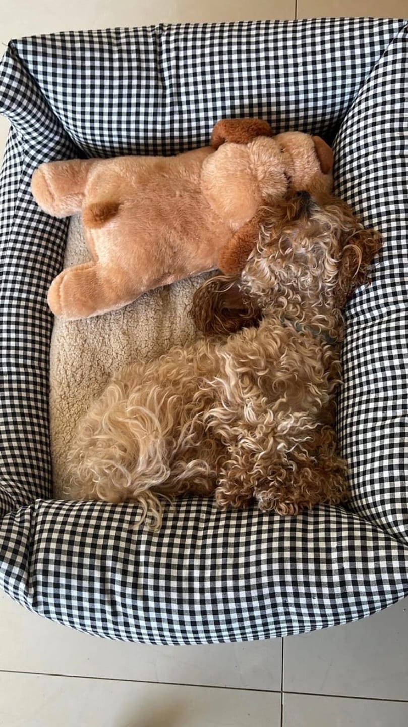 Customer photo review of Peluche con latido realista para perros