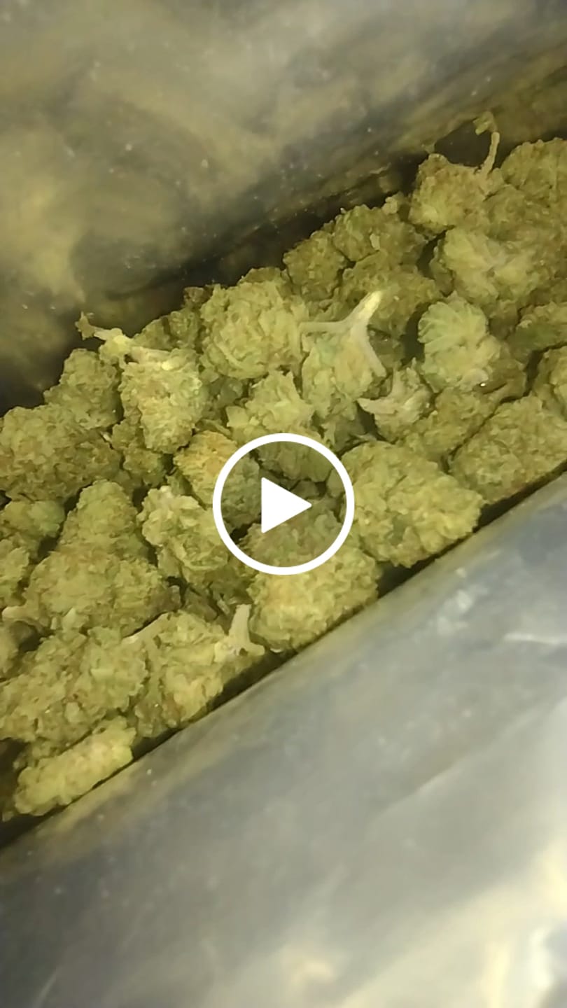 Customer video review of Cheap THCA Smalls Ounce