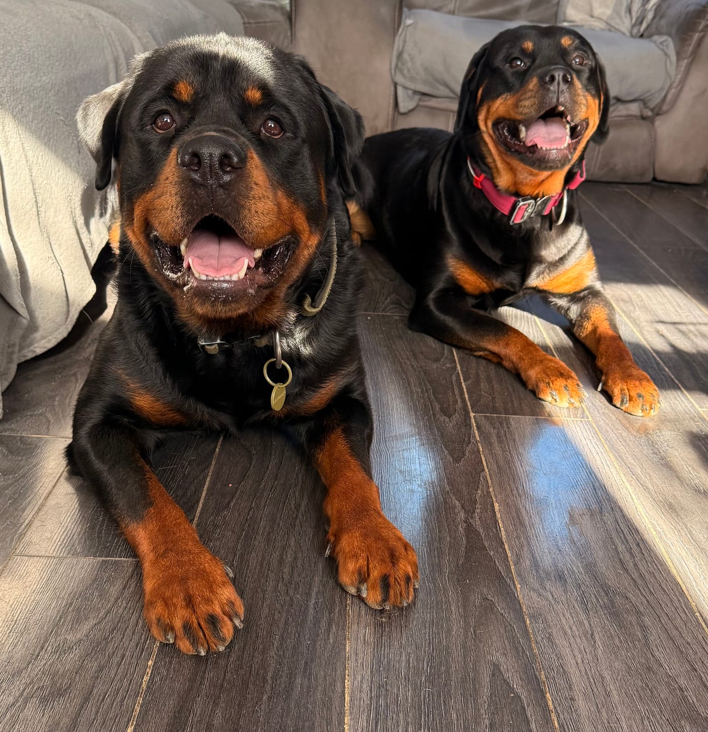 Customer photo review of Dog ID Tag - Khaki (With Gift Box)