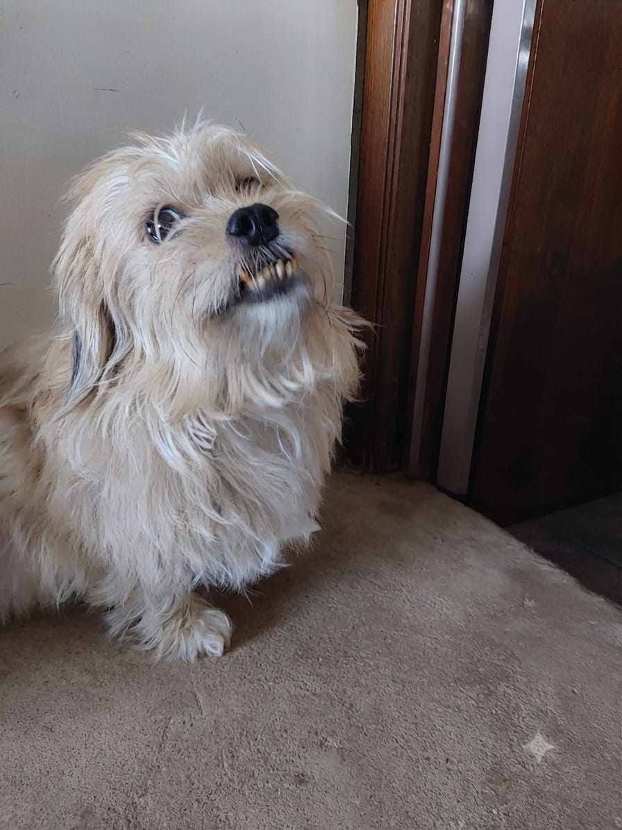 Customer photo review of Beemzy Tandpoeder voor Honden