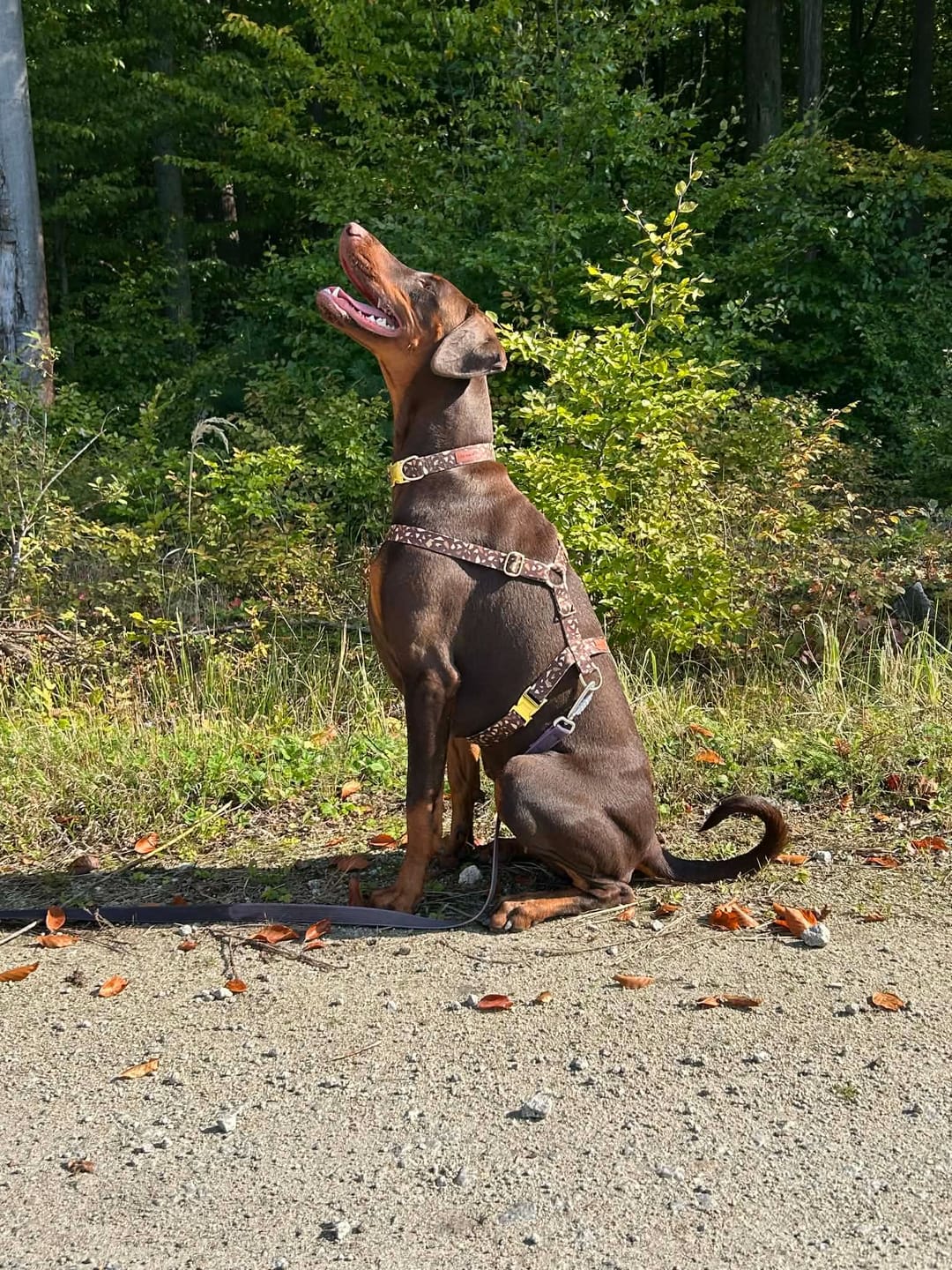 Customer photo review of Szelki guard "Brownie Terrazzo" - złote okucia