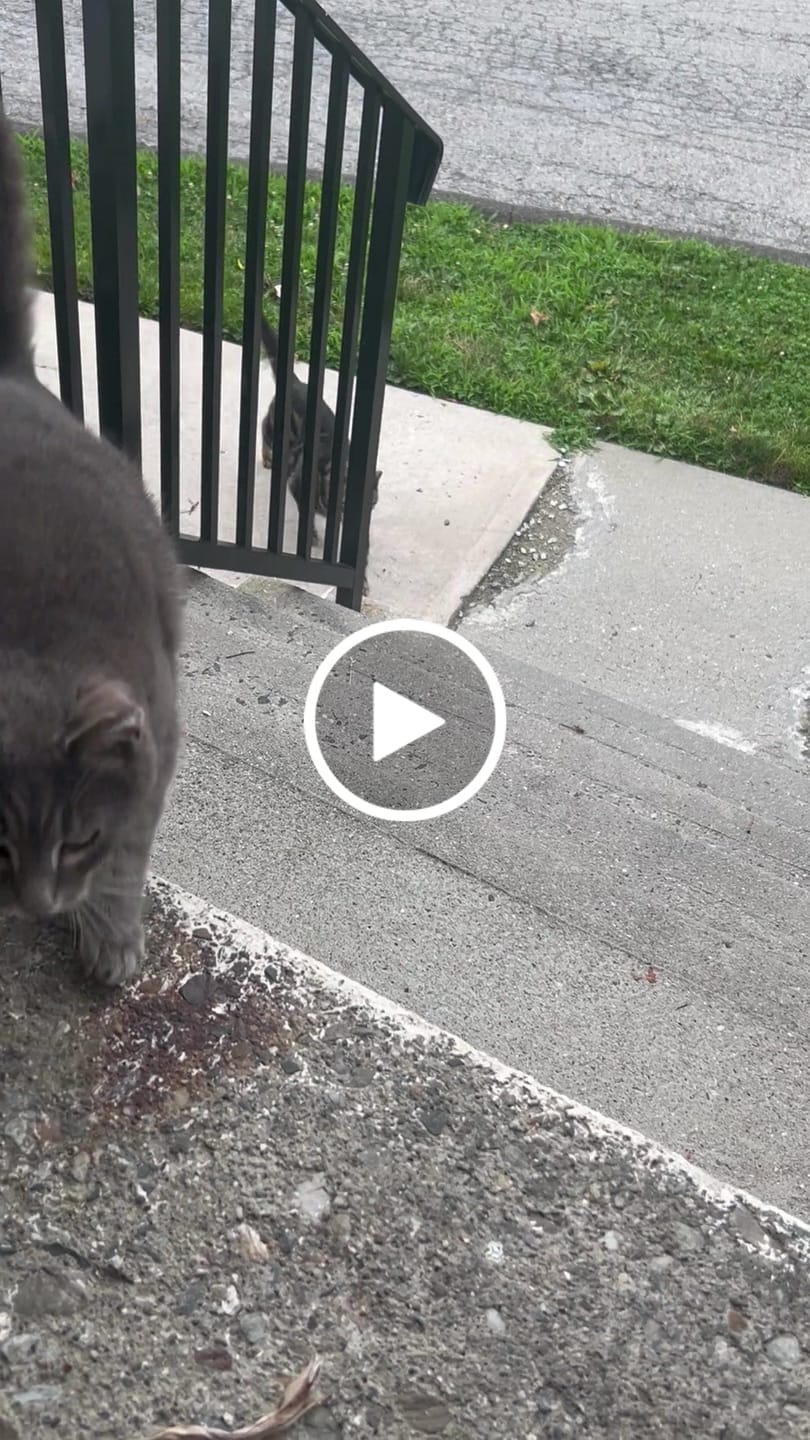 Customer video review of Cat Arthritis & Joint Pain Relief Remedy
