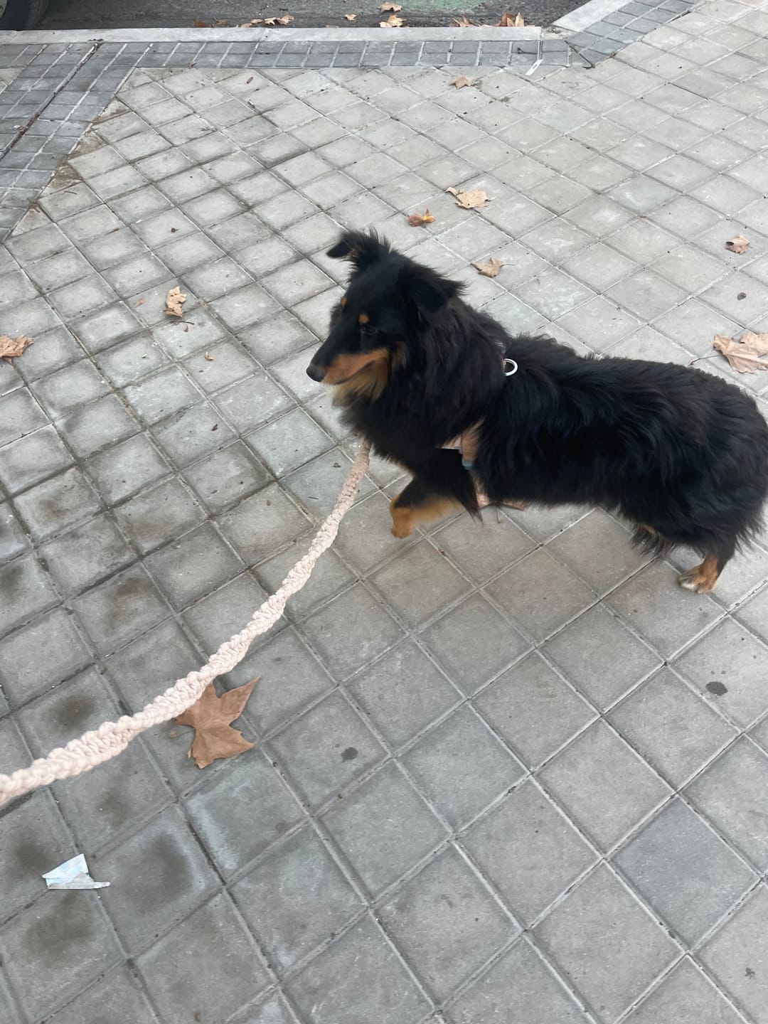 Customer photo review of Grab & Go Harness - Cotton Candy