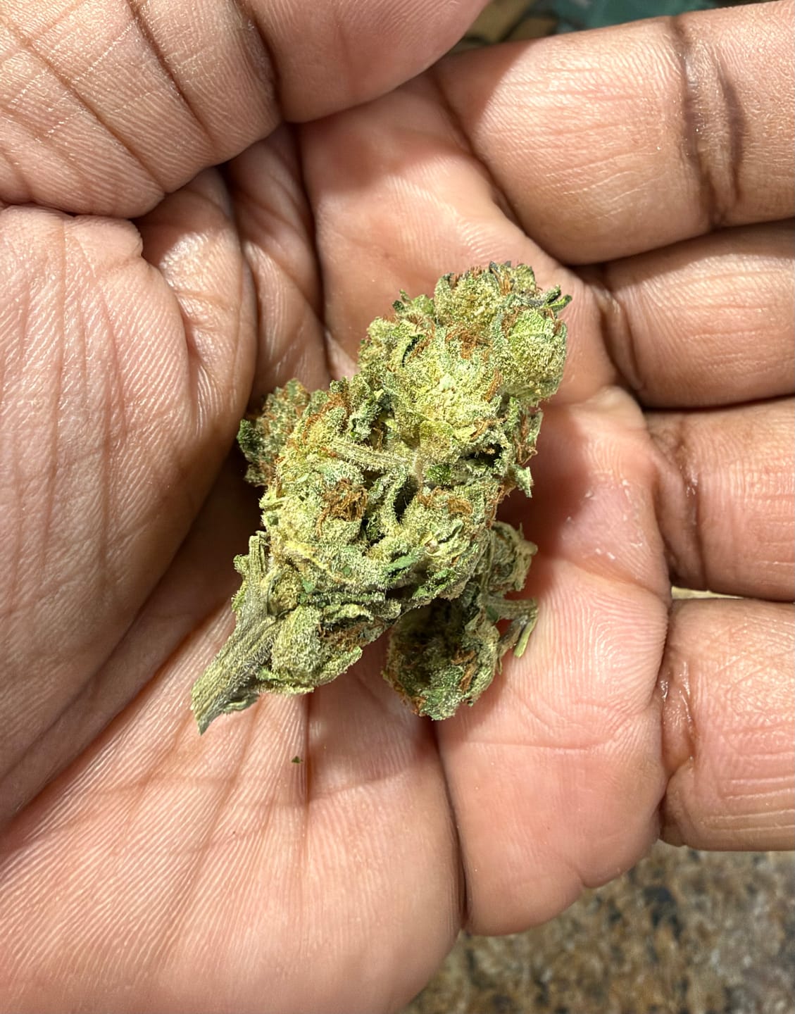 Customer photo review of Cheap THCA Flower Half Pound