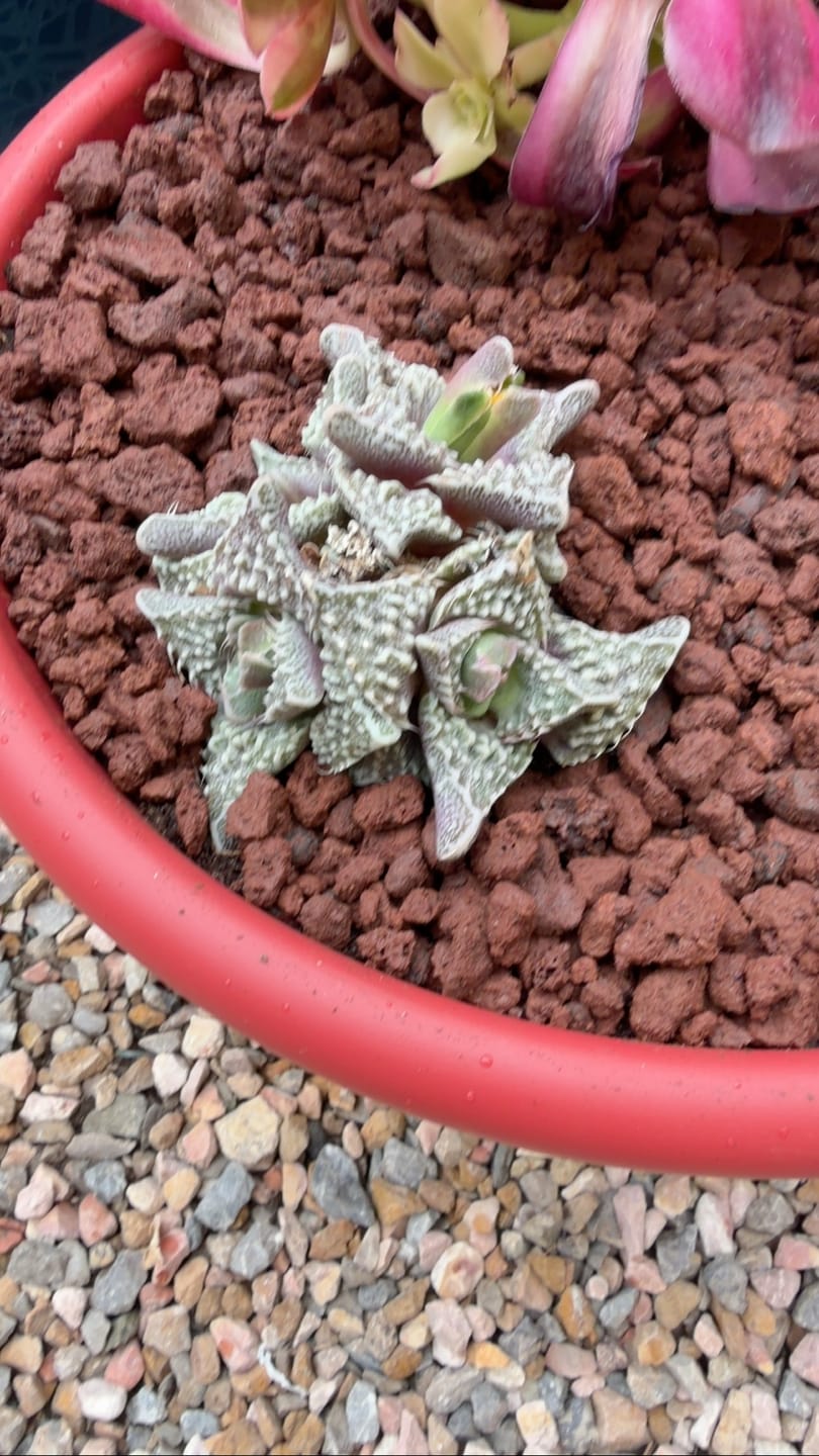 Customer photo review of Faucaria híbrida "monster"