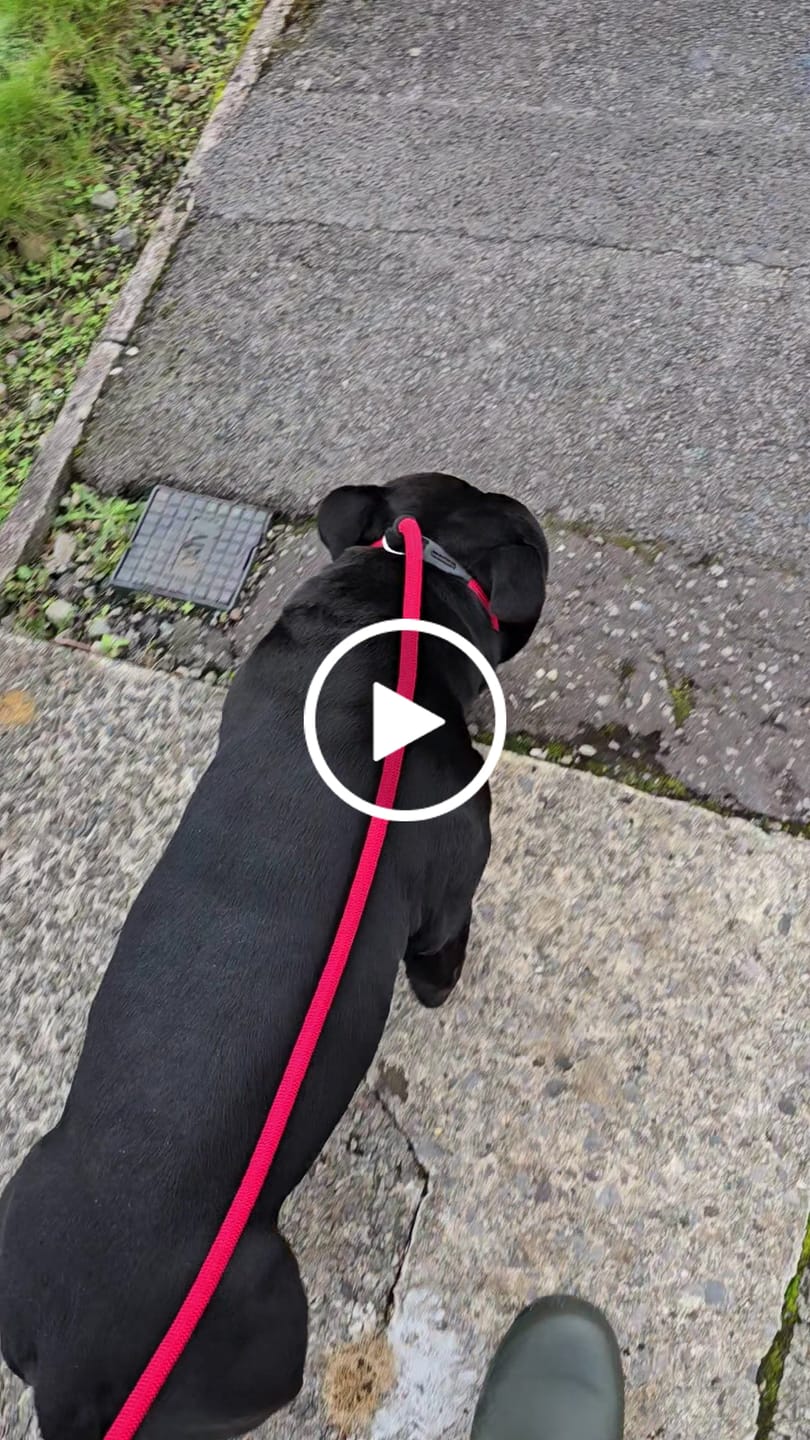 Customer video review of Slip Training Lead | Anti Pull & No Choking -  Red