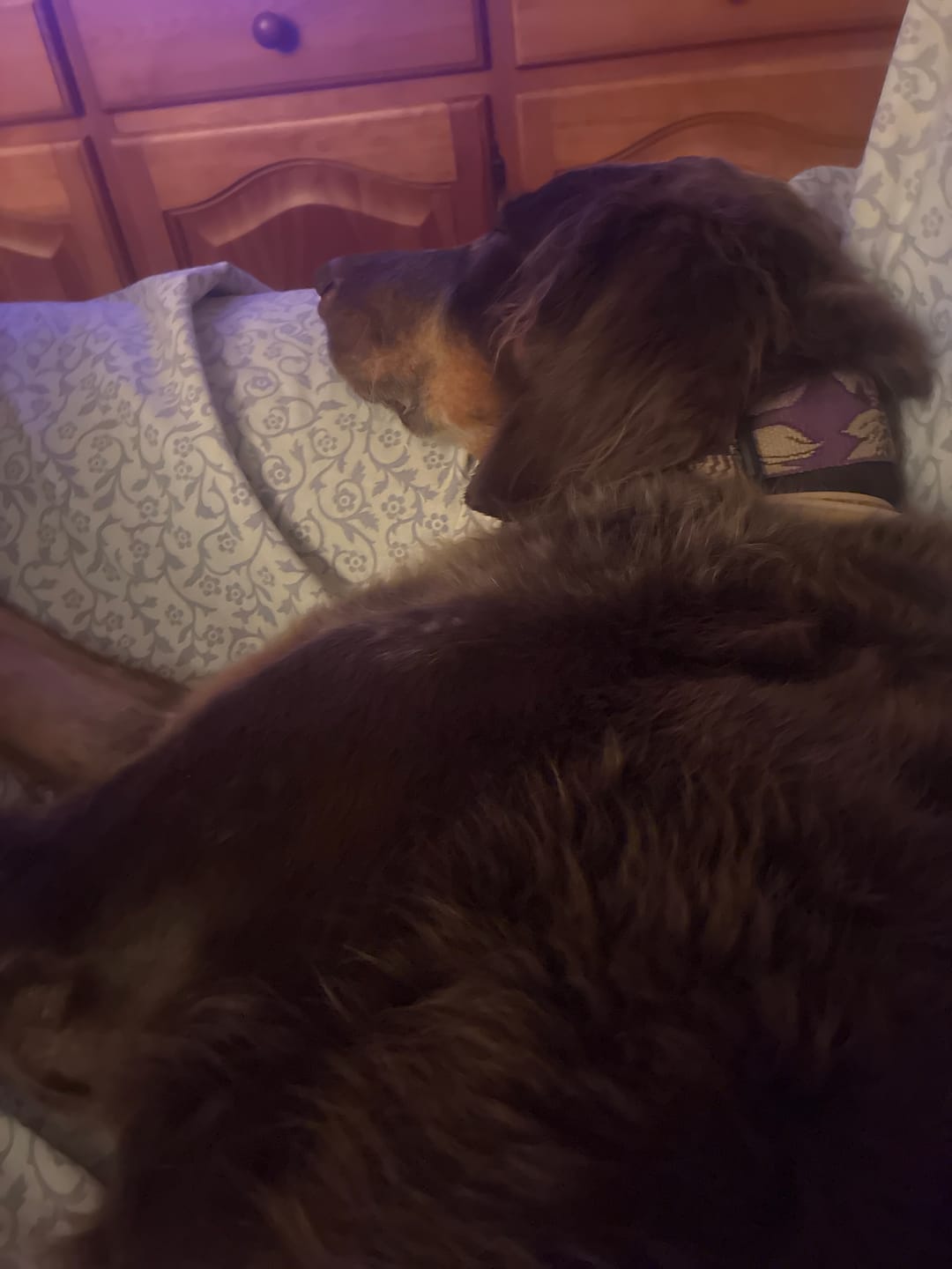 Customer photo review of Grain Free Light & Senior