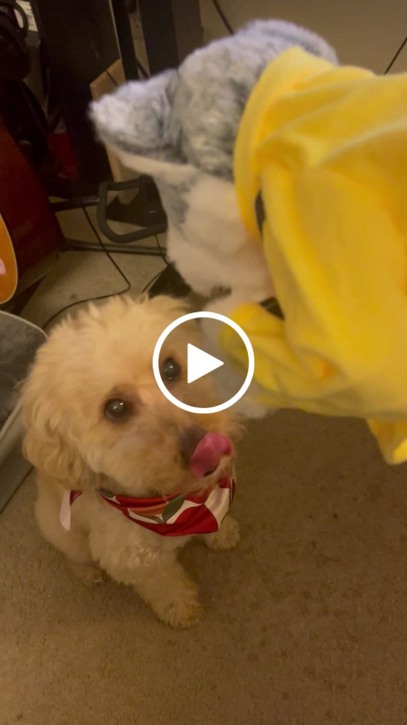 Customer video review of BoxerBuddy