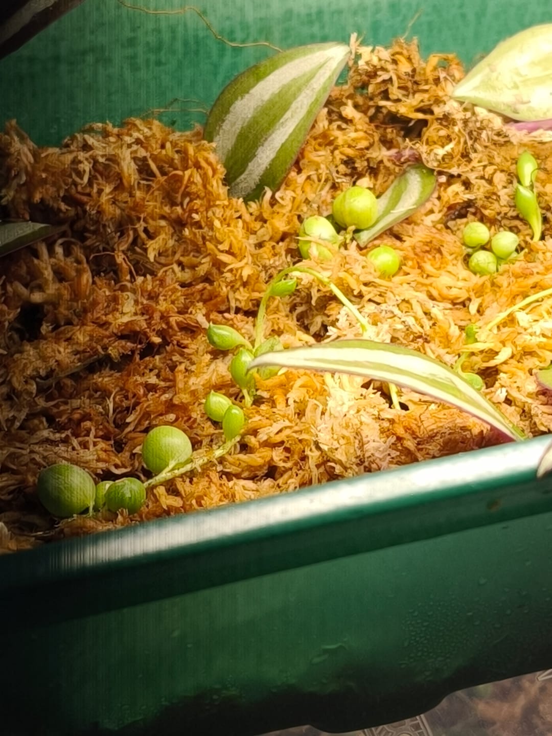 Customer photo review of SUBSTRAT - SPHAGNUM MOOS