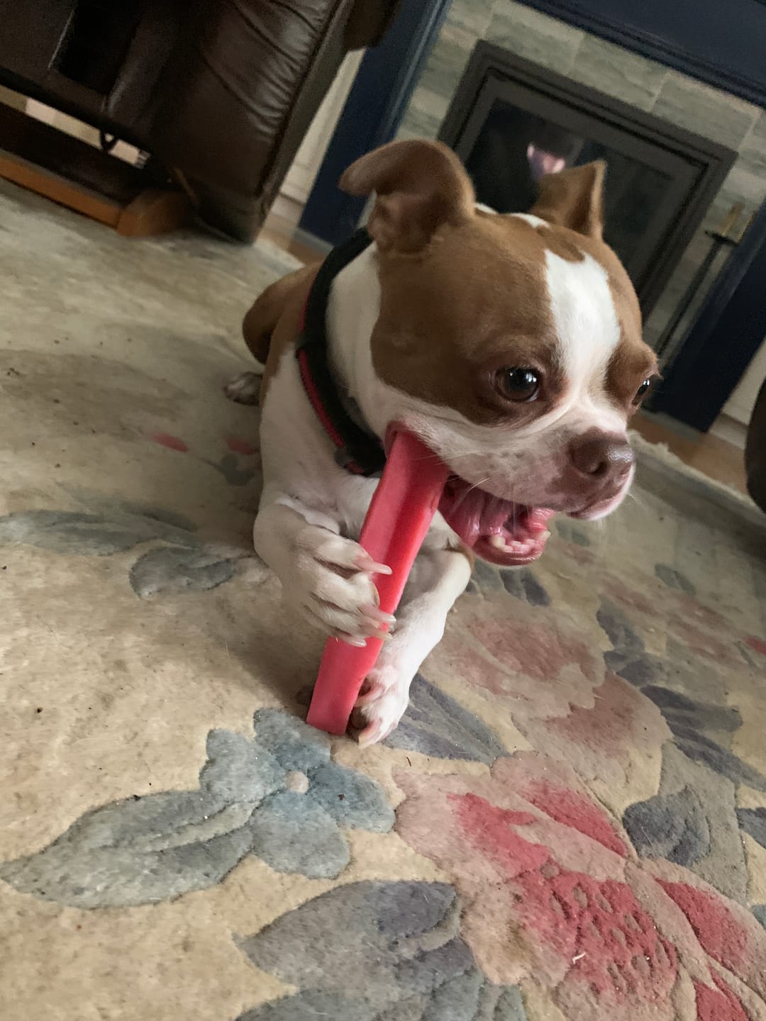 Customer photo review of Strawberry Himalayan Yak Chew (MEDIUM)
