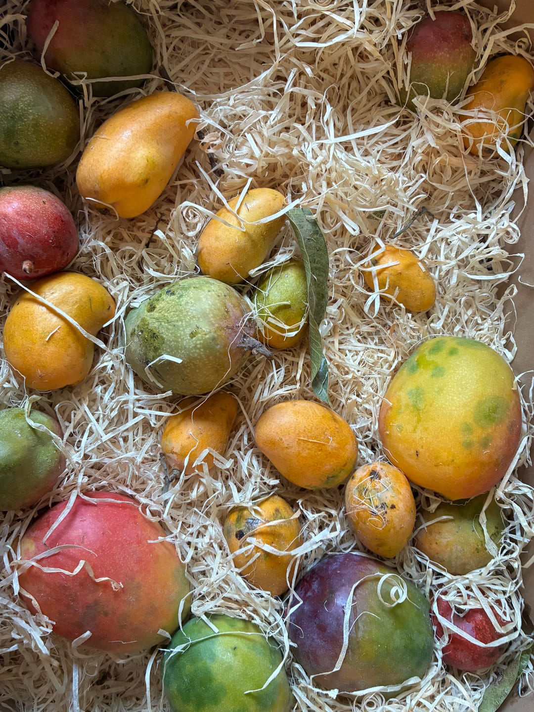 Customer photo review of Mini-Mango von Juan 3kg Retterbox %