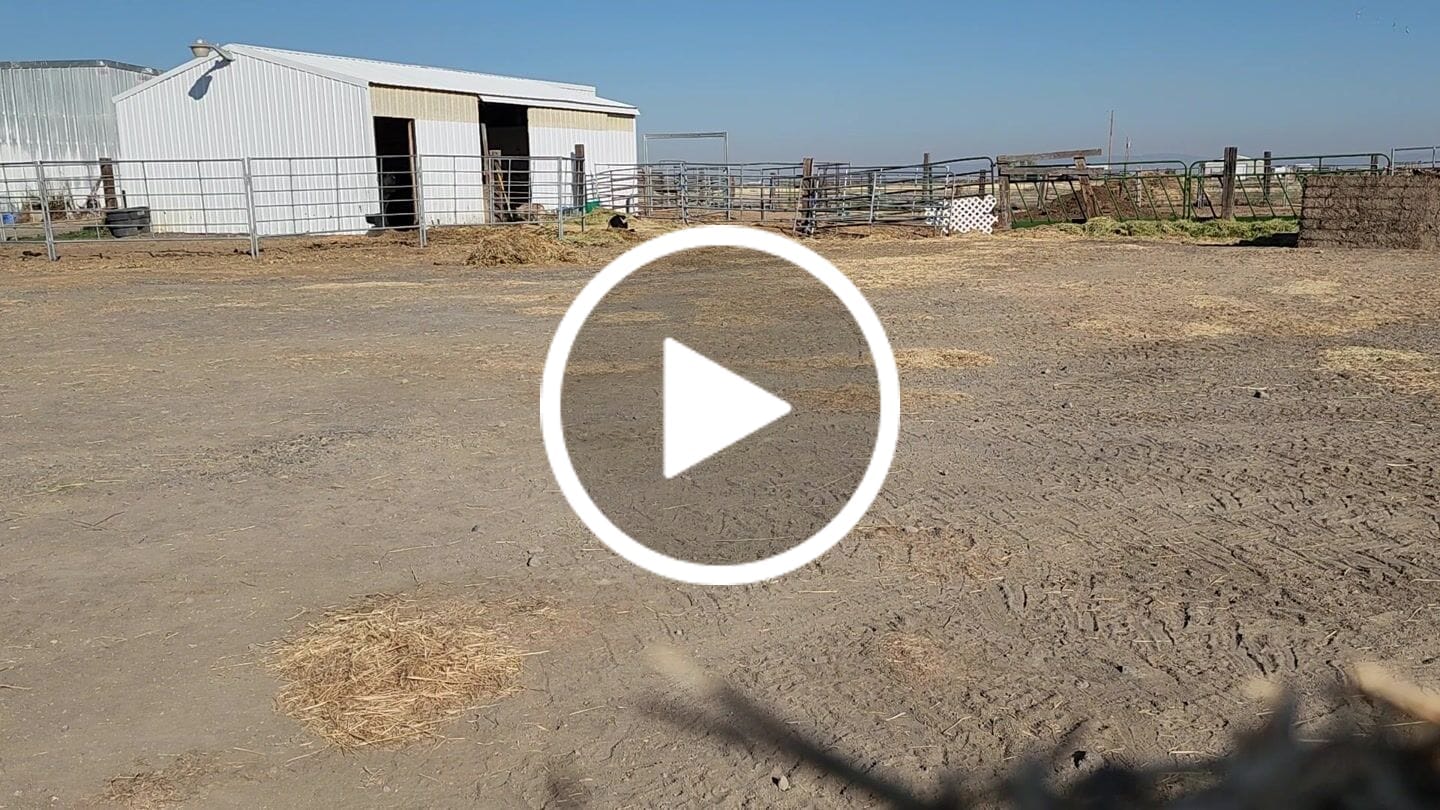 Customer video review of OptiWize Collagen +Plus Horse Joint Supplement