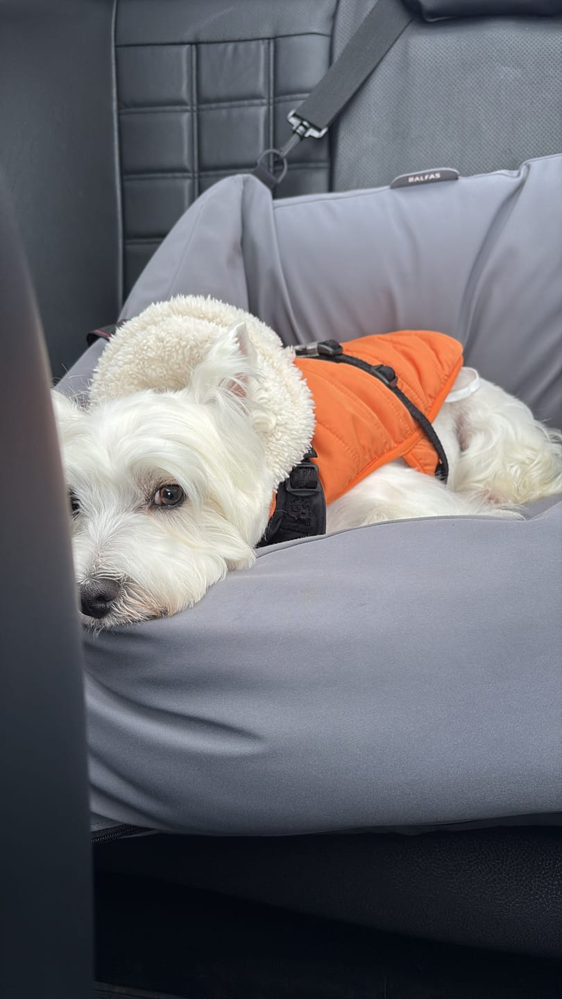 Customer photo review of Cama para auto gris gráfito