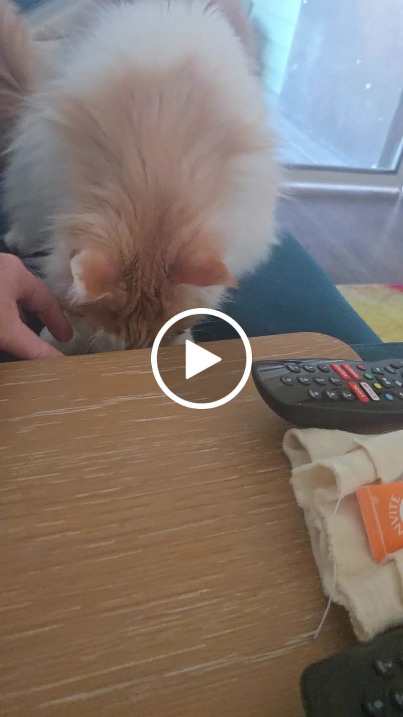 Customer video review of Single Protein Beef Air Dried for Cats