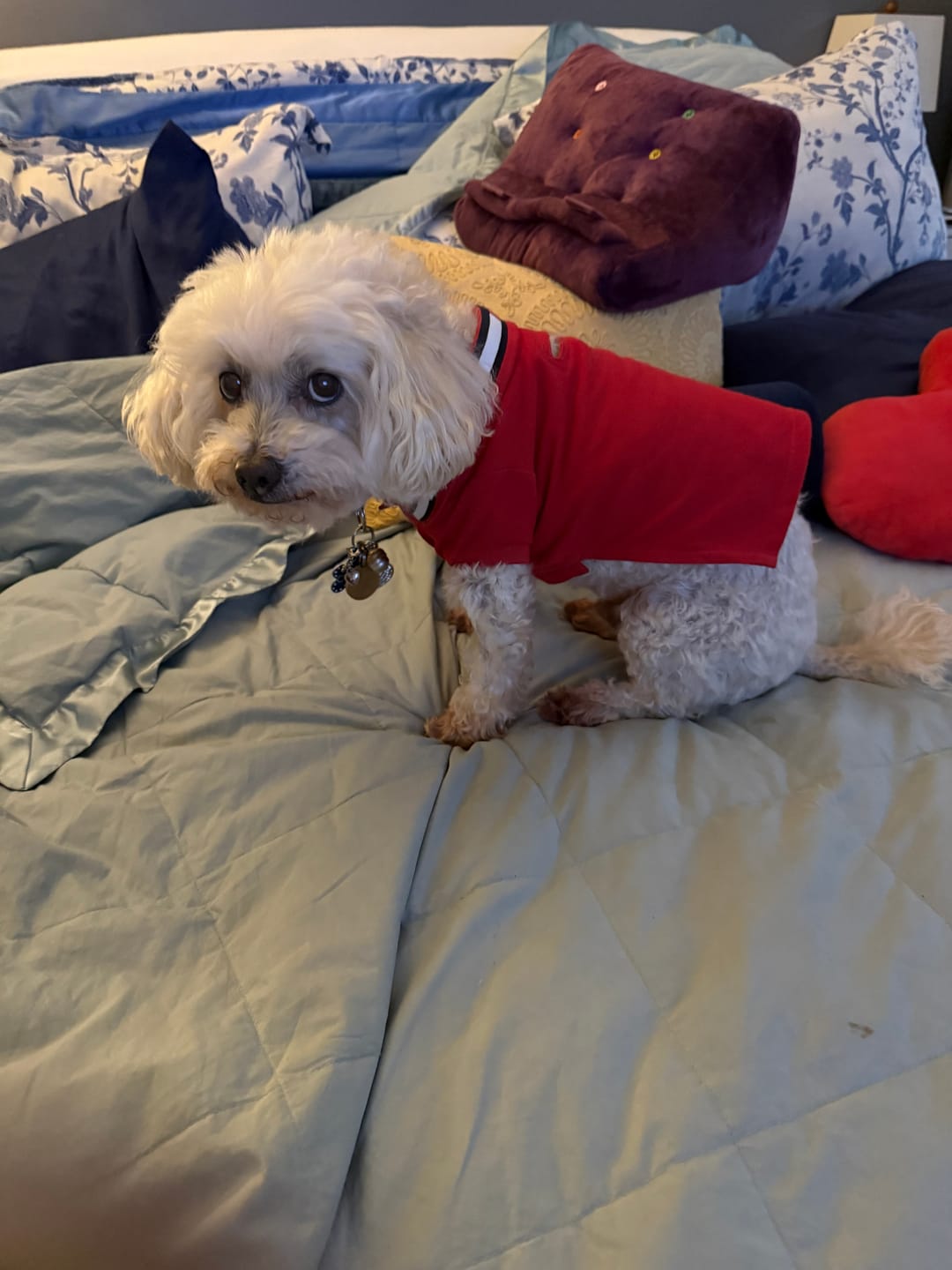 Customer photo review of Tommy Hilfiger Flag Collar & Cuffs Dog Polo | Designer Dog Polo