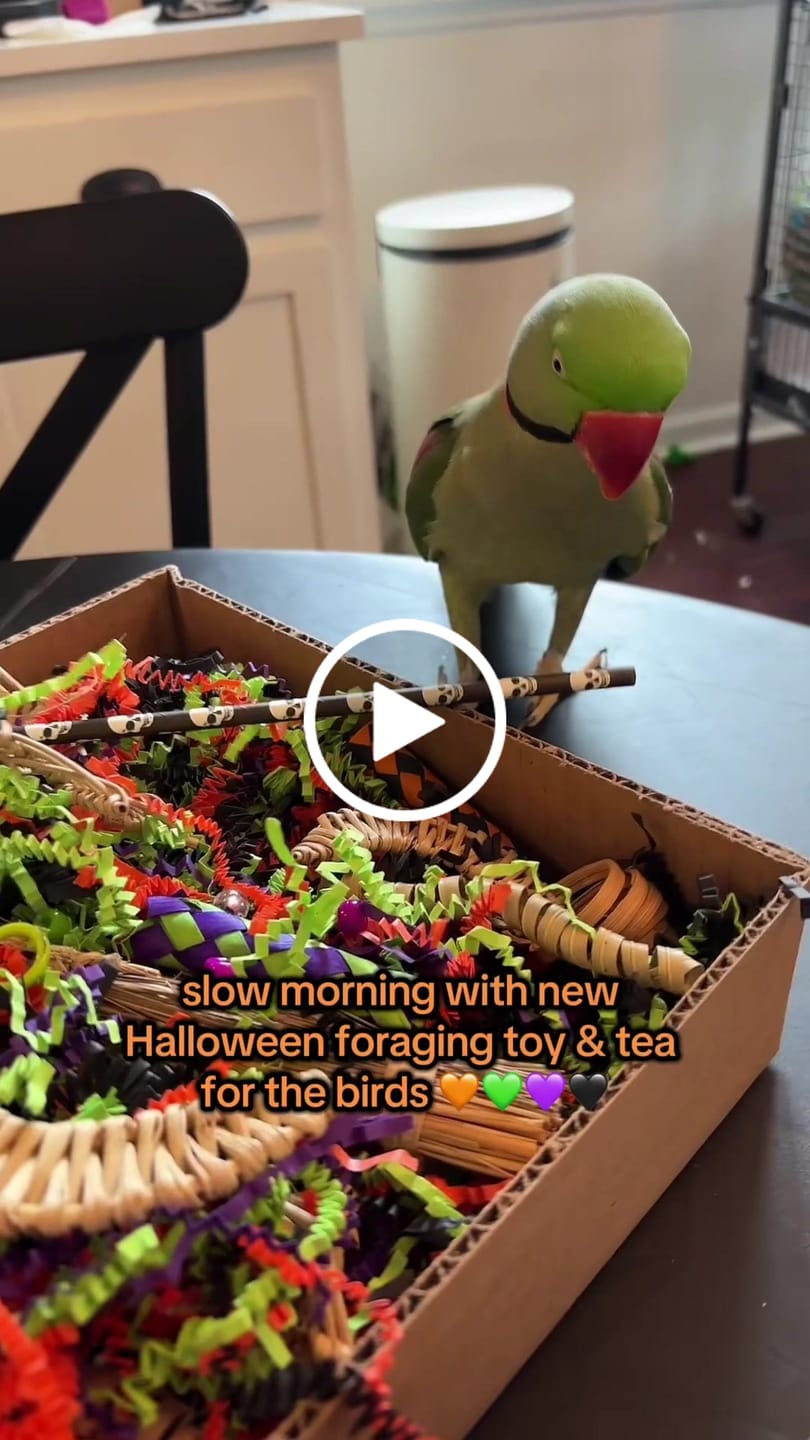 Customer video review of Halloween Edition Foraging Flat - Trick or TWEET
