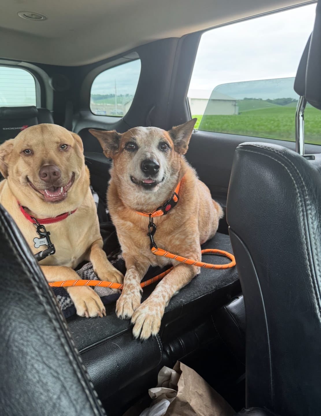 Customer photo review of No-Pull Harness [Free Today]