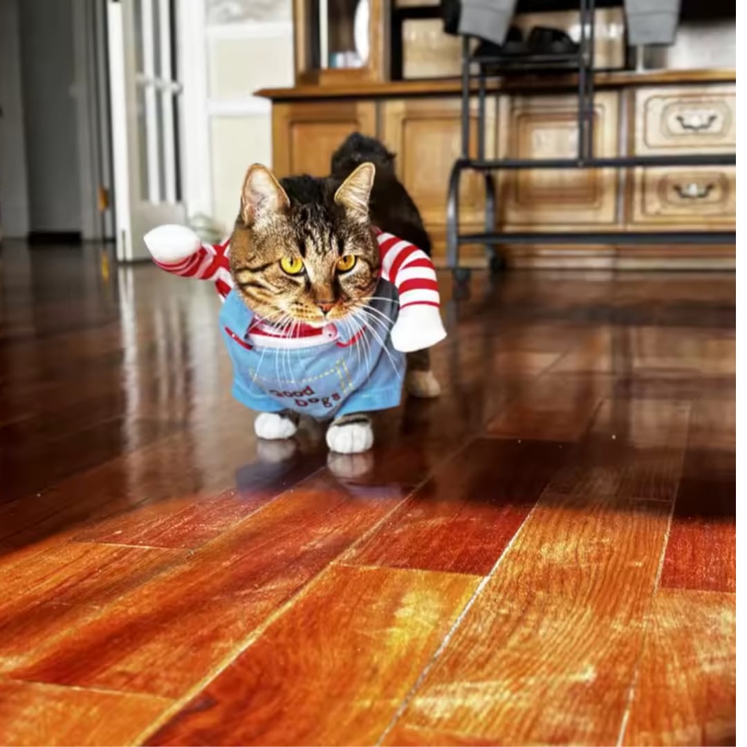 Customer photo review of Disfraz de Halloween para mascotas
