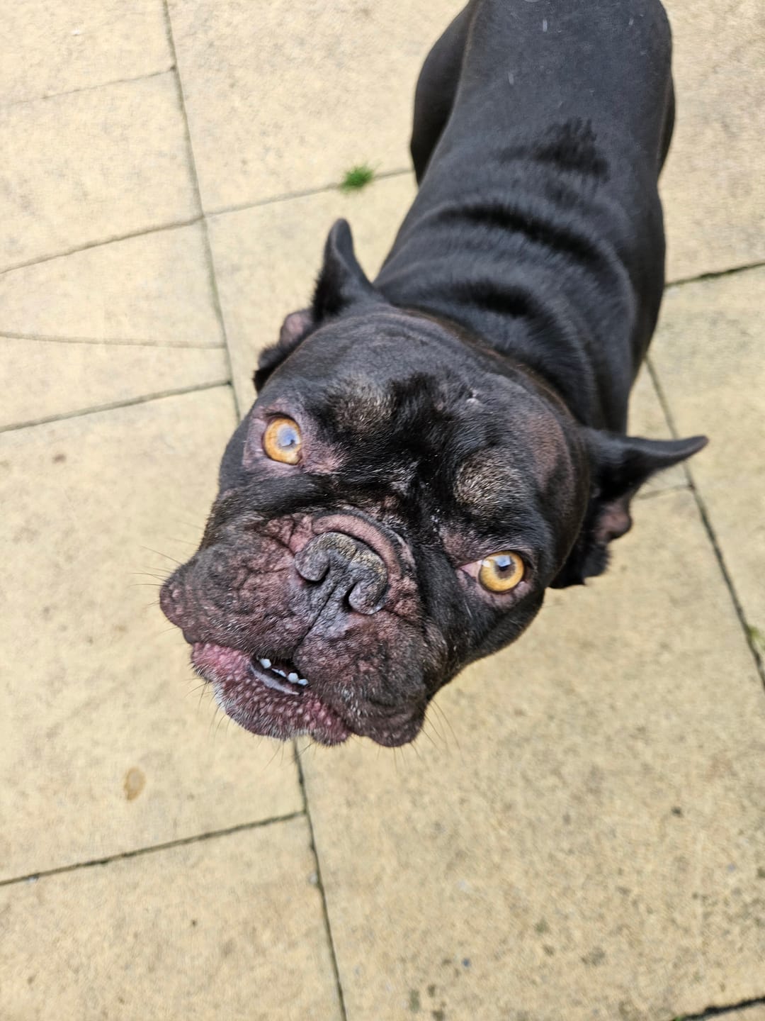 Customer photo review of Dog Duo Pack