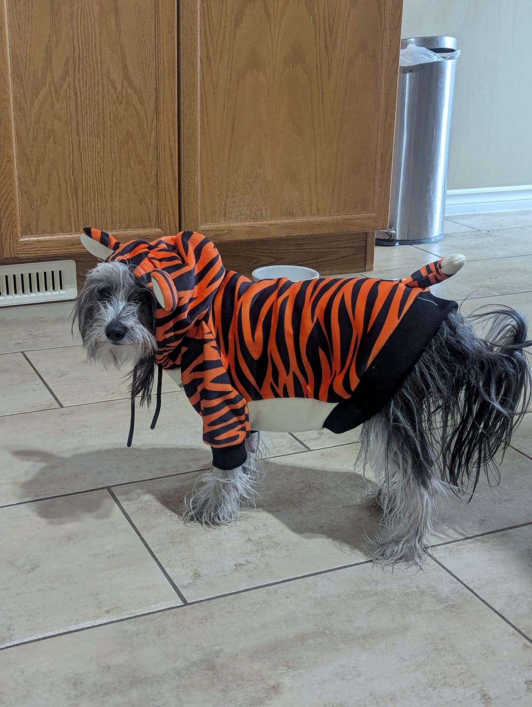 Customer photo review of Halloween Dog Hoodie - Tiger