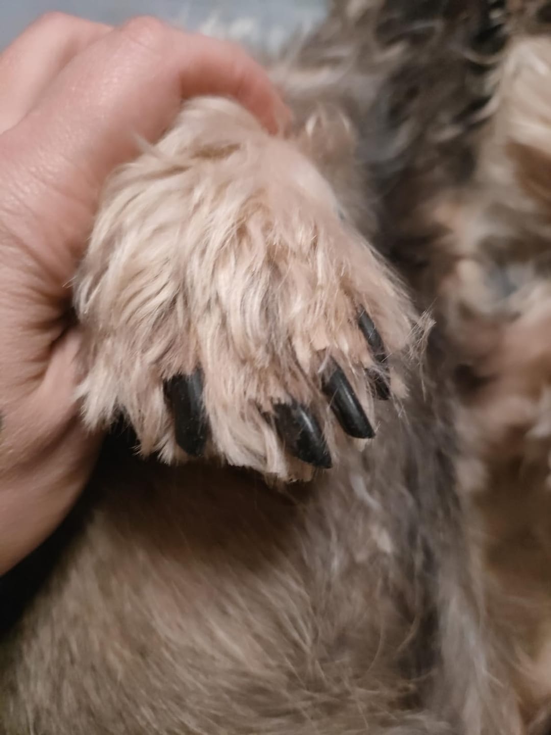 Customer photo review of Veltro™ Recortador Adaptable de Uñas