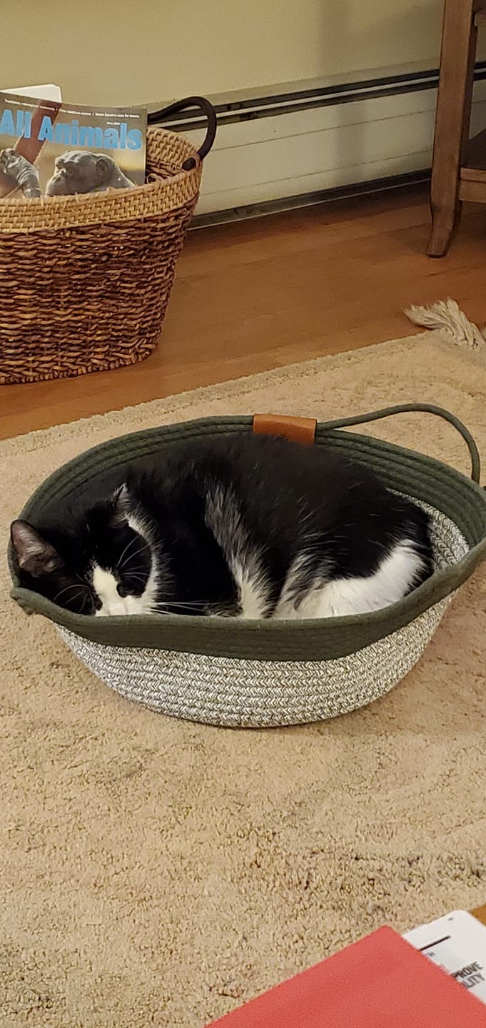 Customer photo review of Instinct Basket | Meet the first research-backed natural territory for indoor cats