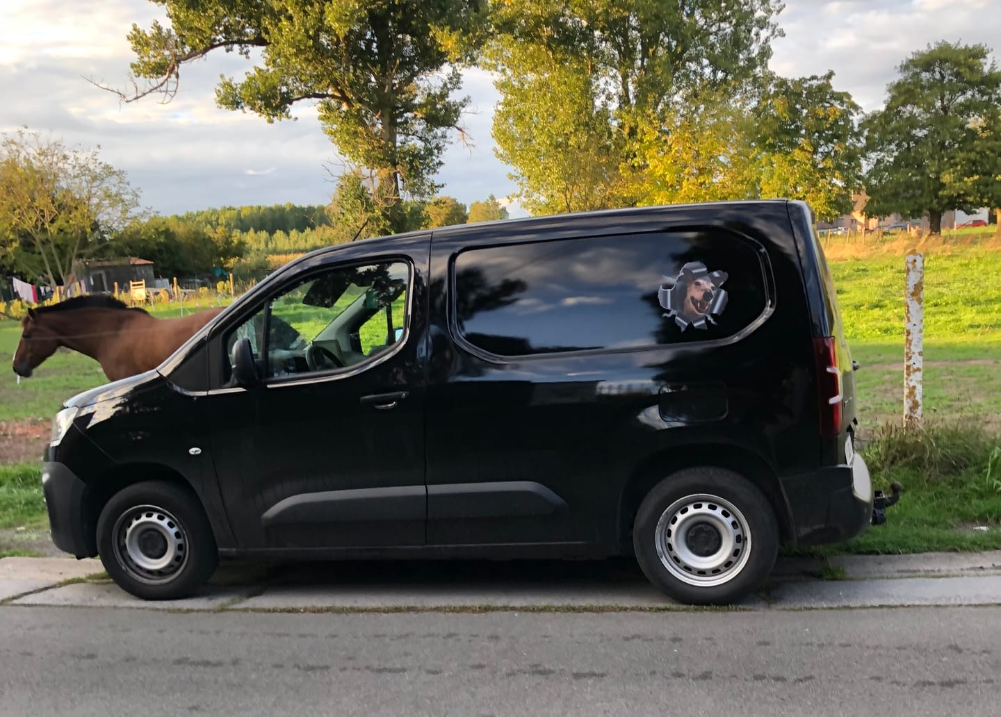Customer photo review of Photo animal curieux - Autocollant pour voiture personnalisé