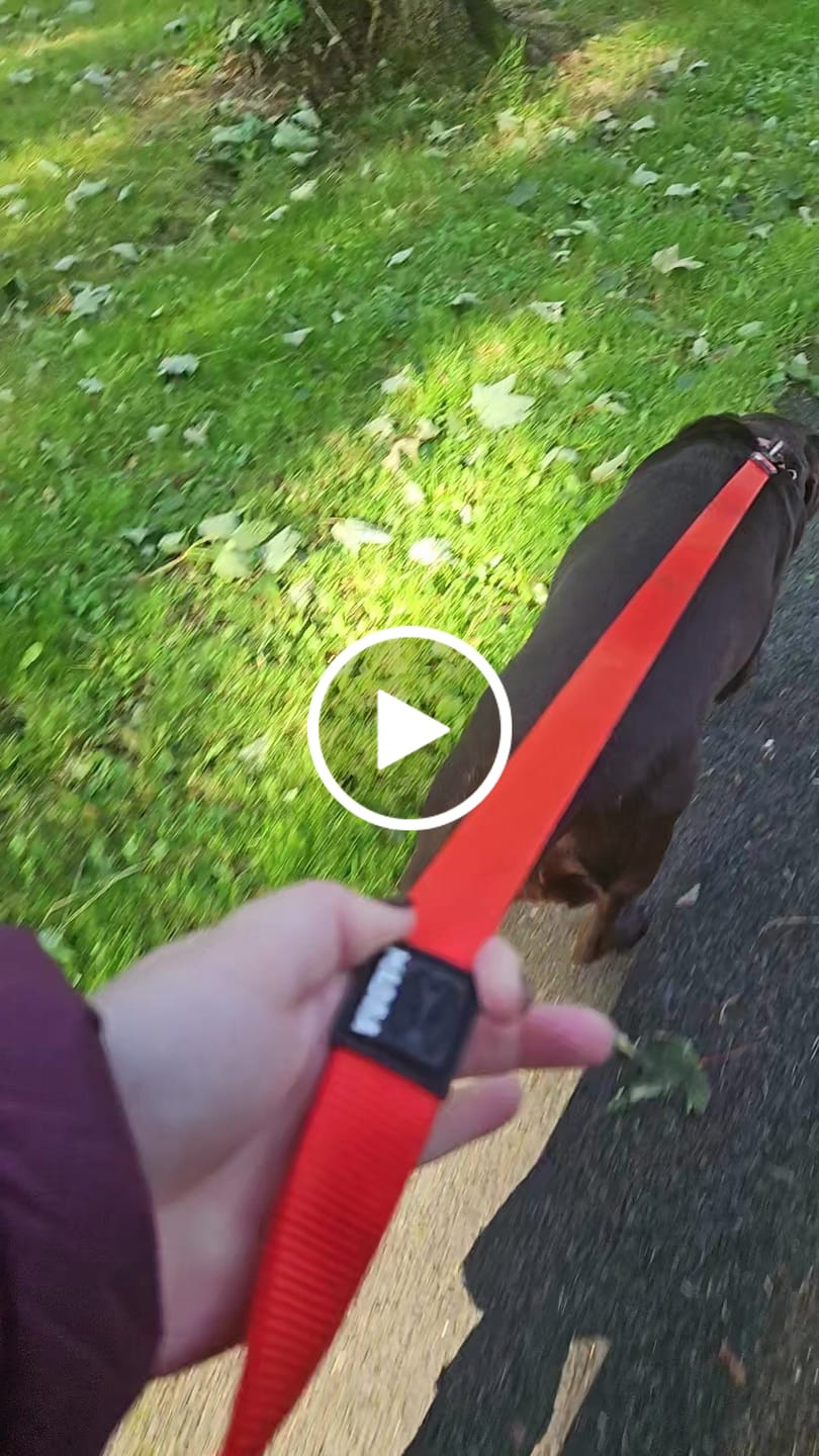 Customer video review of City Dual Leash (Walk Two Dogs)
