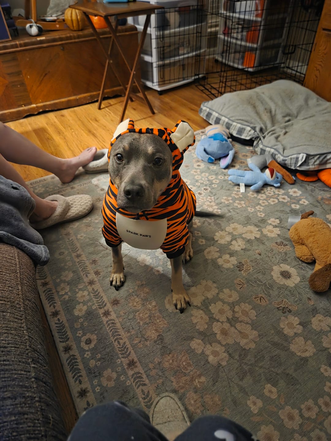 Customer photo review of Halloween Dog Hoodie - Tiger