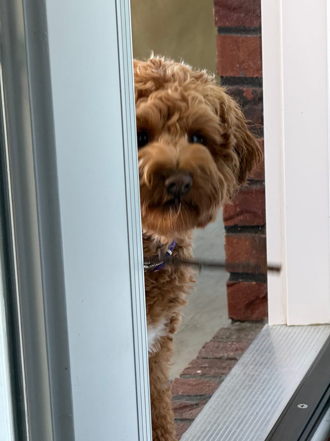 Customer photo review of Funny Peeking Apricot Goldendoodle Signature T-Shirt