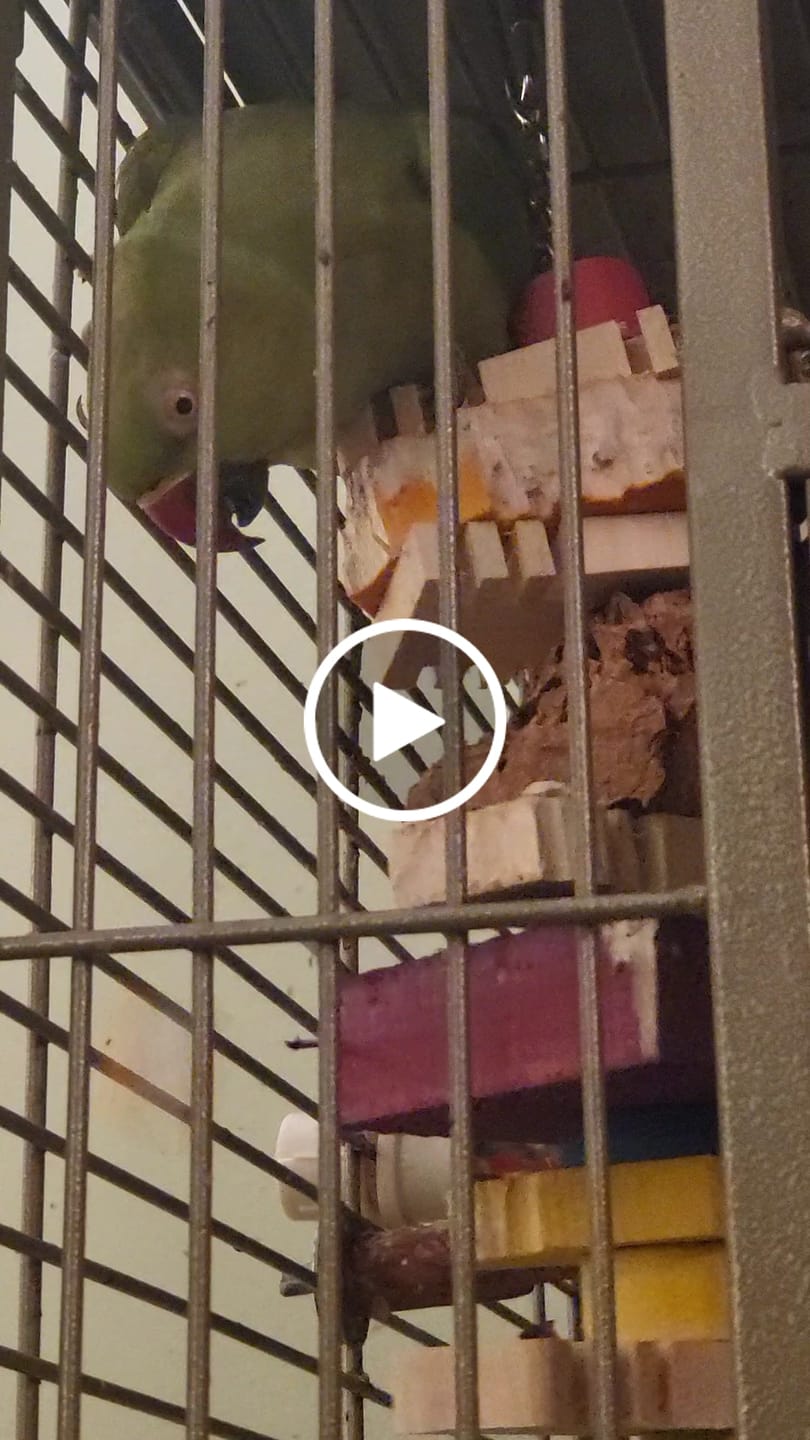 Customer video review of 3x3x1 Colored Big Balsa Squares - 6 Pack