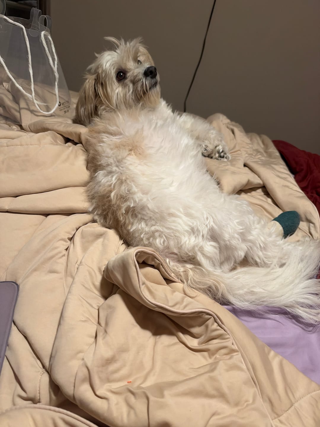 Customer photo review of The Ice Blanket