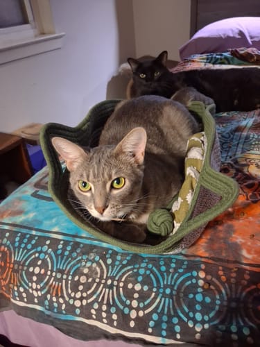 Customer's gray tabby cat resting inside the green rope Instinct Basket on a patterned bed.