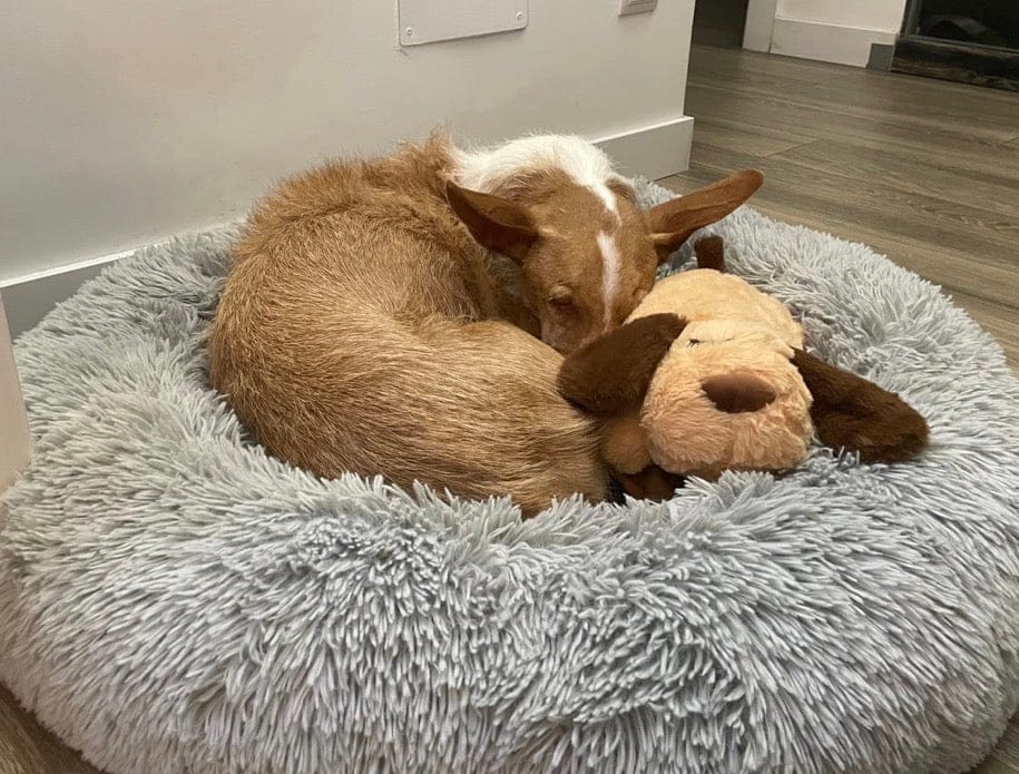 Customer photo review of Peluche con latido realista para perros