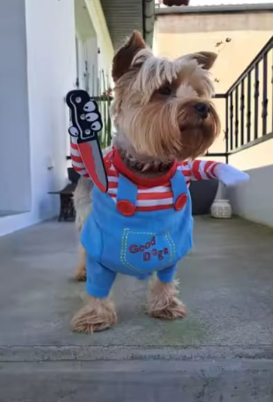 Customer photo review of Disfraz de Halloween para mascotas