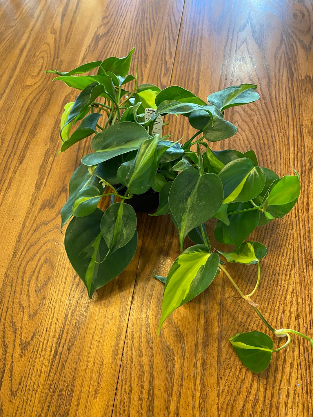 Customer photo review of Philodendron hederaceum 'Brasil'