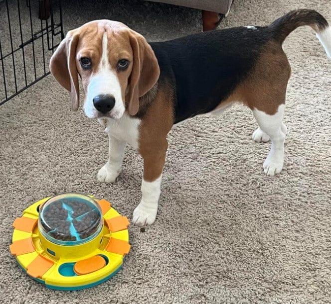 Customer photo review of Puzzle interactif - distributeur de croquettes
