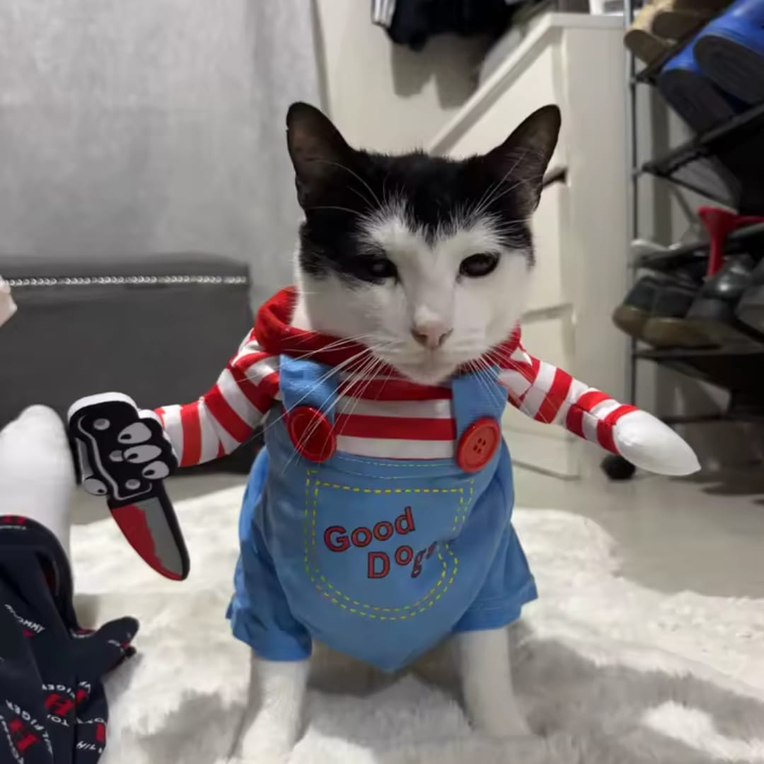 Customer photo review of Disfraz de Halloween para mascotas