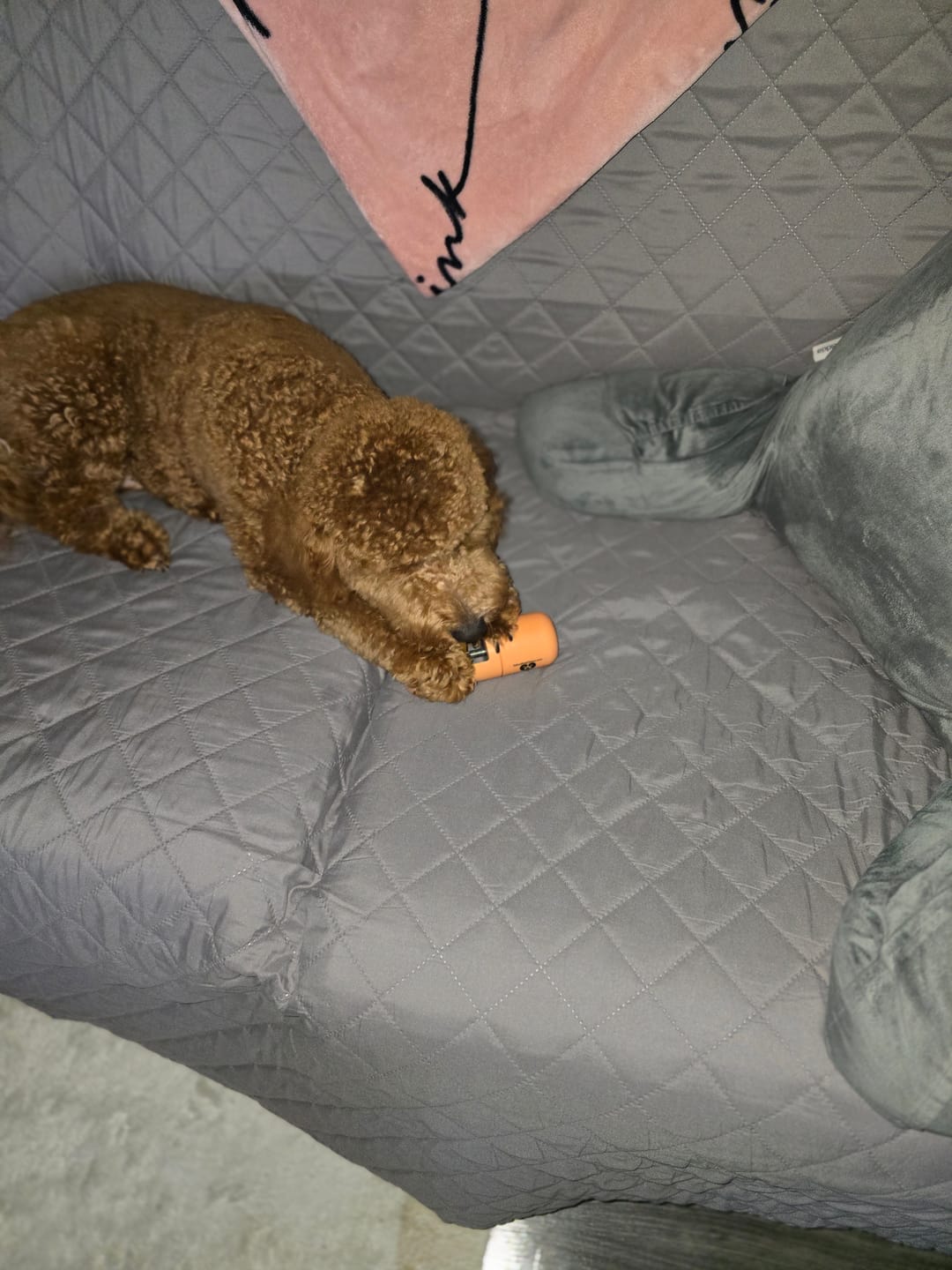 Customer photo review of Pumpkin Yak Chew — Fiber-Rich, Supports Digestion Naturally