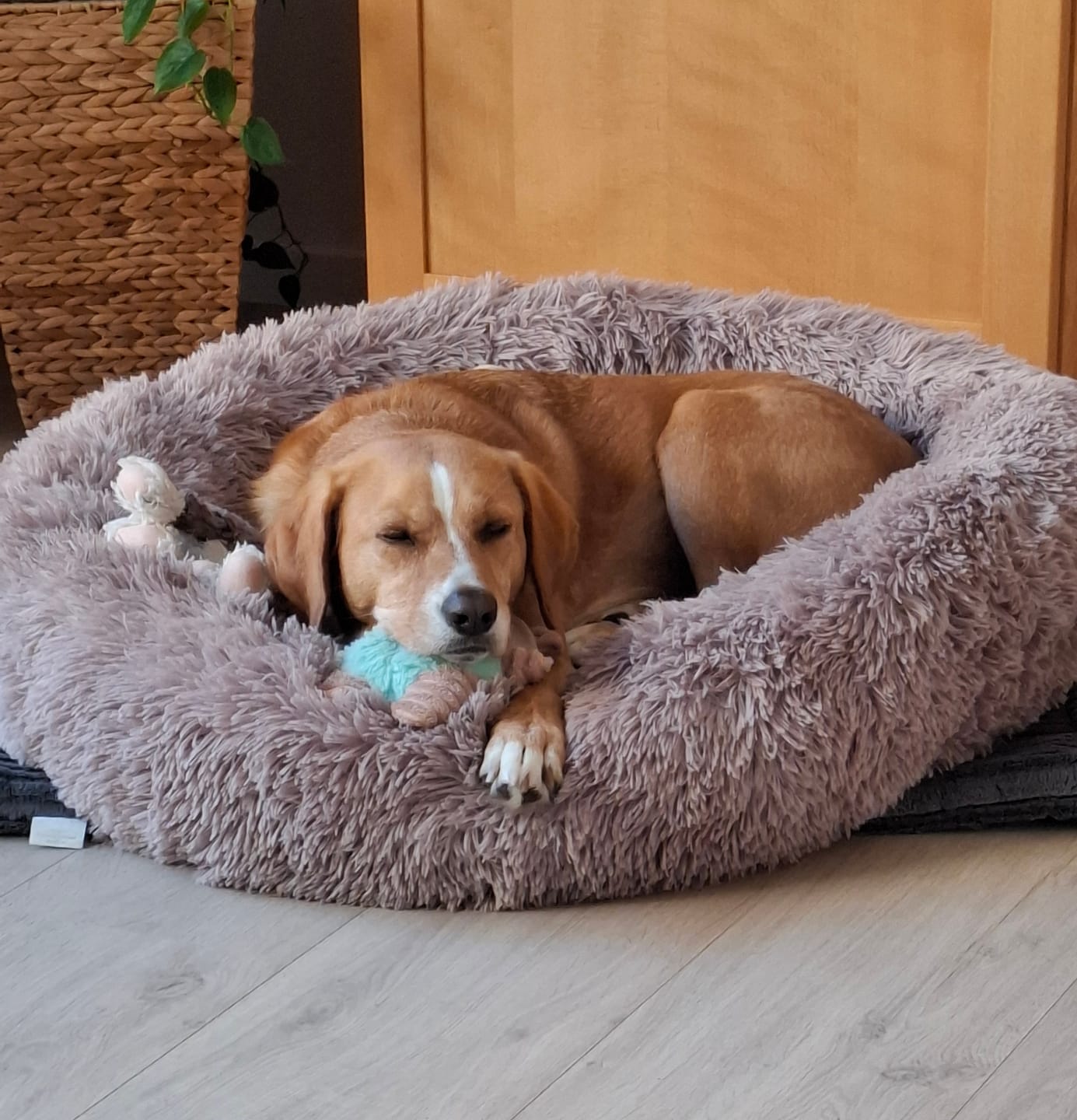 Customer photo review of Puppery Hundebett Wolke 7 - Das Original