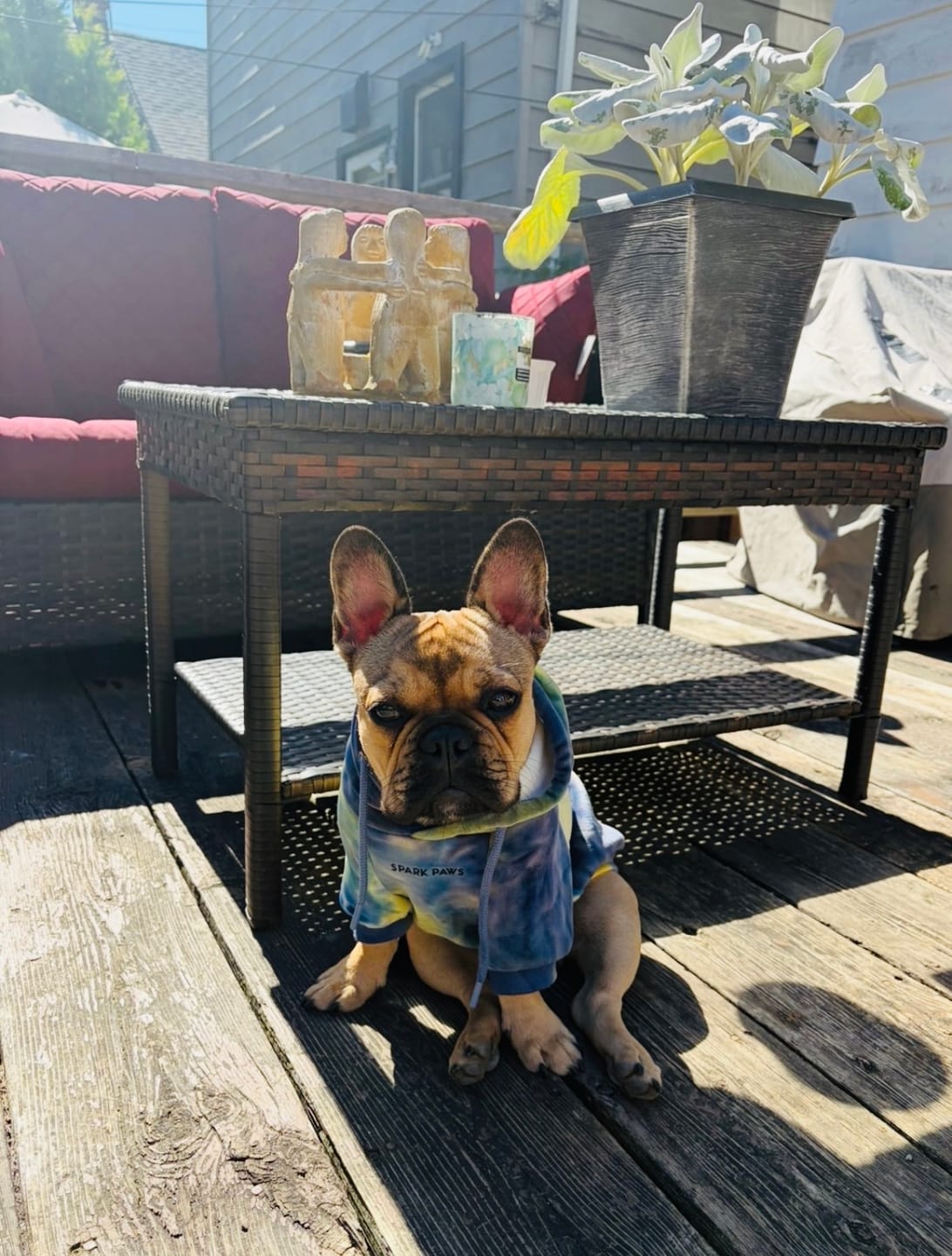 Customer photo review of Velvet Dog Hoodie - Nova