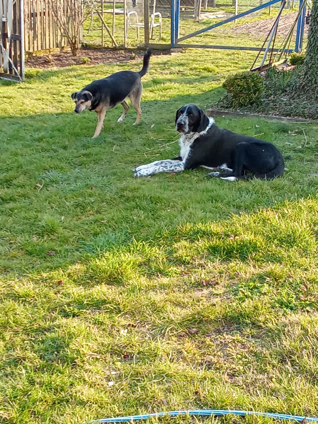 Customer photo review of Gelenkmix für Hunde & Katzen